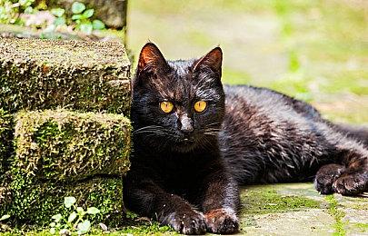 在线合作打僵尸游戏《陷入“僵”局》现已正式推出 获多半好评